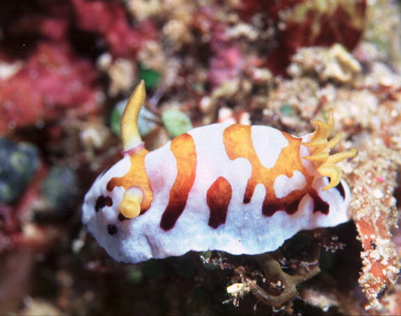 Chromodoris aurigera